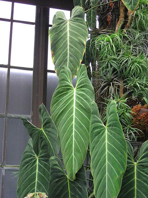 Philodendron noir-or