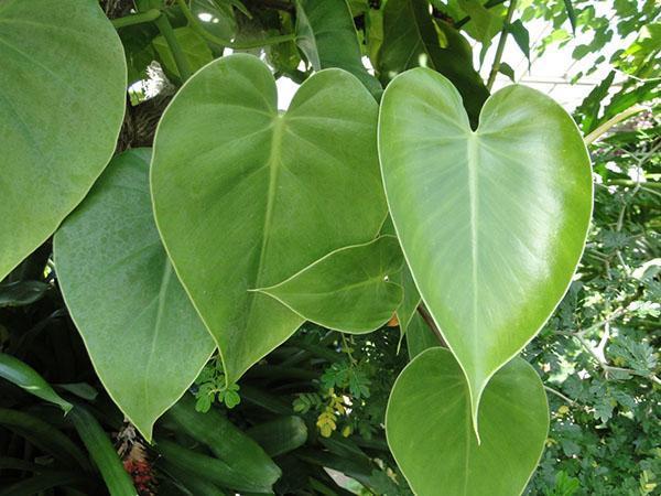 Lierre Philodendron ou grimpant