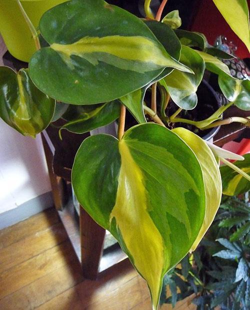 Philodendron grimpant au Brésil