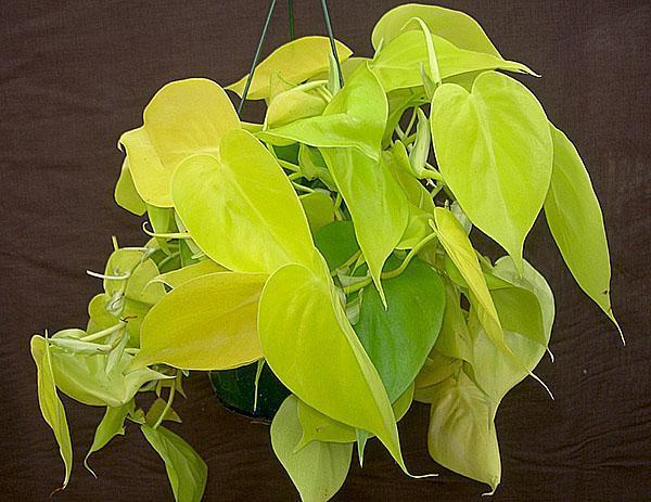 Philodendron brillant Citron Lime