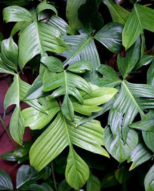 philodendron lobulaire