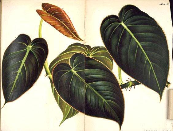 Philodendron noir-or Noir Or