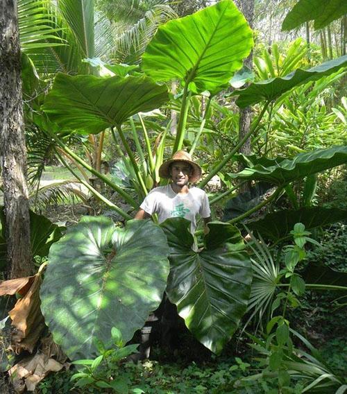 Géant Philodendron