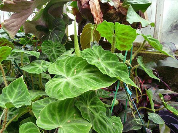 Philodendron verruqueux