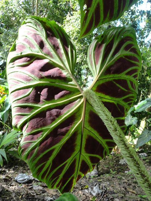 La parte posterior de la hoja verrugosa del filodendro