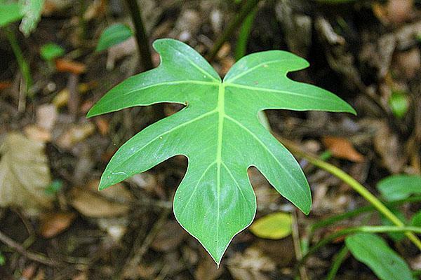 Philodendron bipennifolium