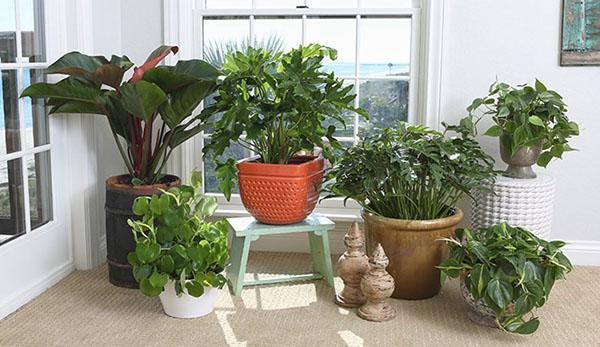 espèce domestique de philodendron