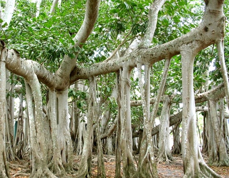 ficus dans la nature