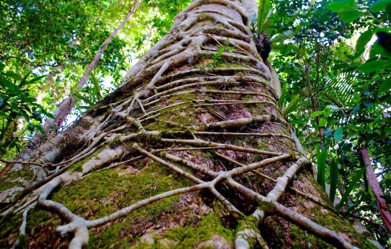 parasite ficus dans la nature