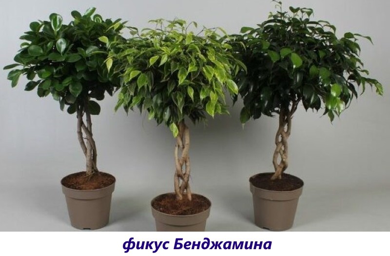 benjamin ficus