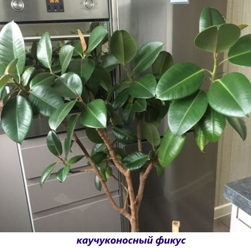 ficus caoutchouteux