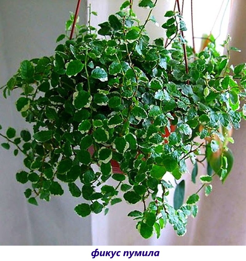 ficus pumila