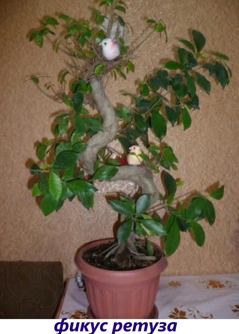 ficus retuza