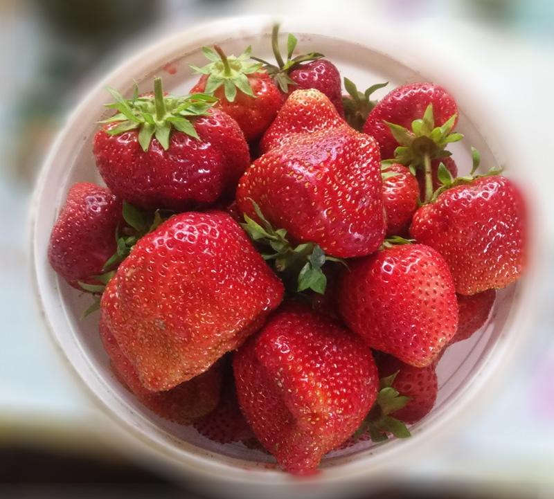 récolte de fraises gigella