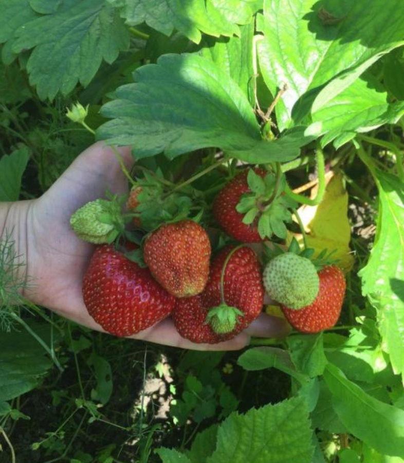 fresa gigantella pros y contras de la variedad