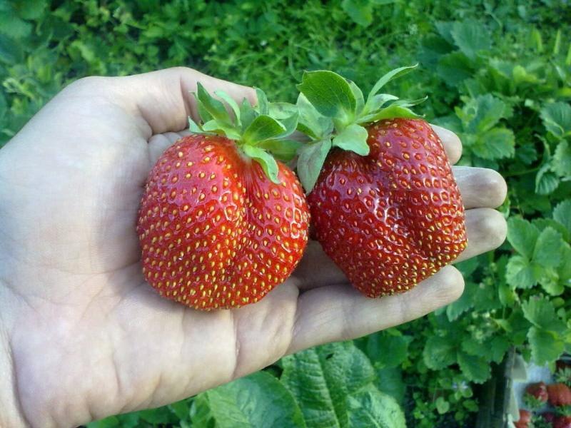 fraise gigantella description de la variété