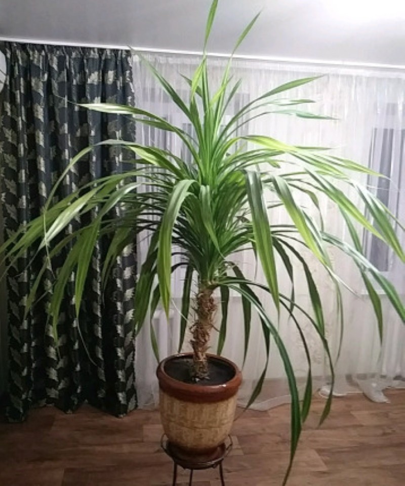 ¿Dónde está el mejor lugar para guardar el pandanus?