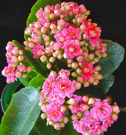 Pink Blossfeld