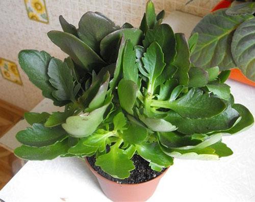 Planta joven
