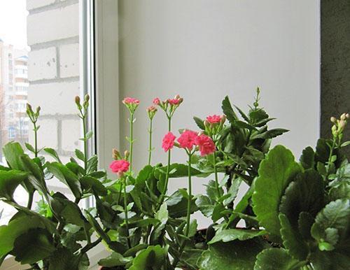 Crece en el alféizar de la ventana de Kalanchoe