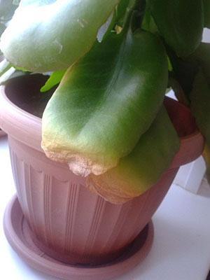 La planta esta enferma