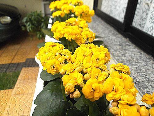 Flores brillantes en el alféizar de la ventana