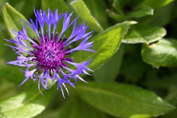 bleuet violet