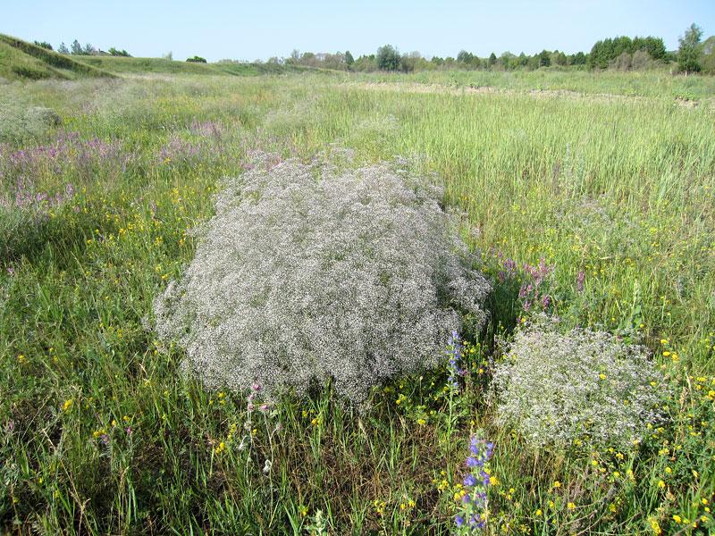 columpio paniculado