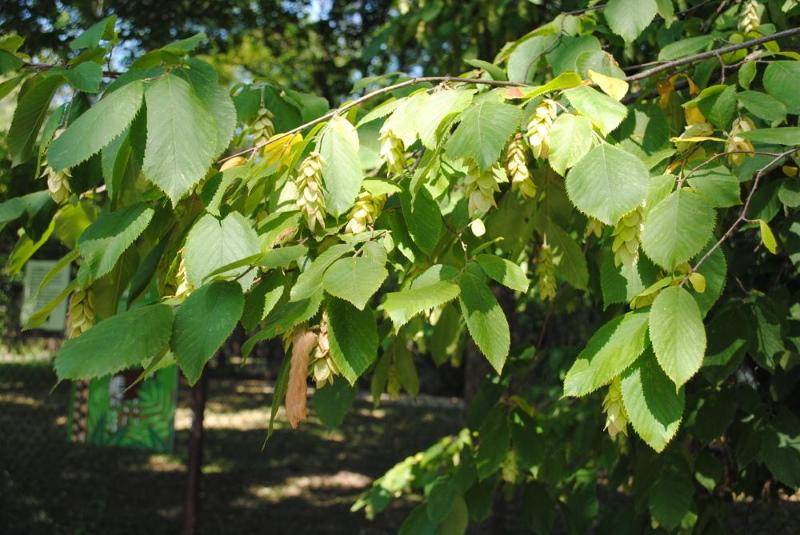 charme virginiana