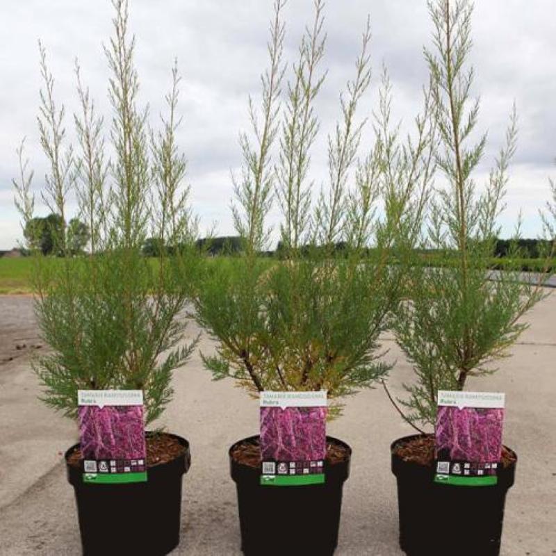 semis de tamarix