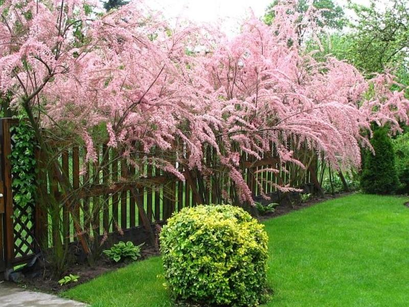 comment prendre soin de tamarix