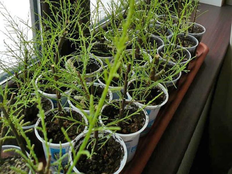 propagation du tamarix par bouturage