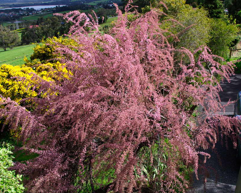 plantación de tamarix y cuidado de la reproducción