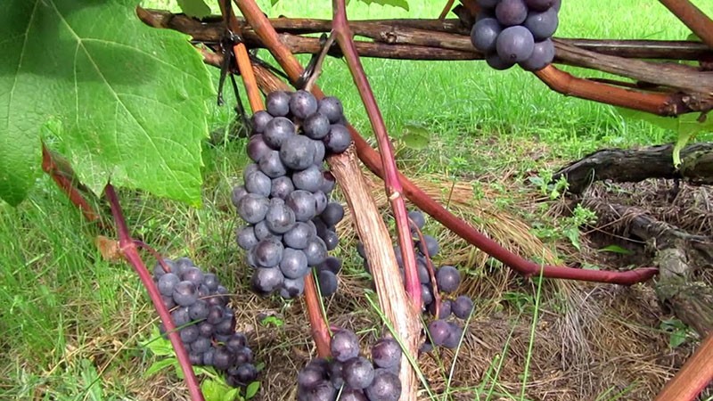 condiciones para el cultivo de uvas Zilga