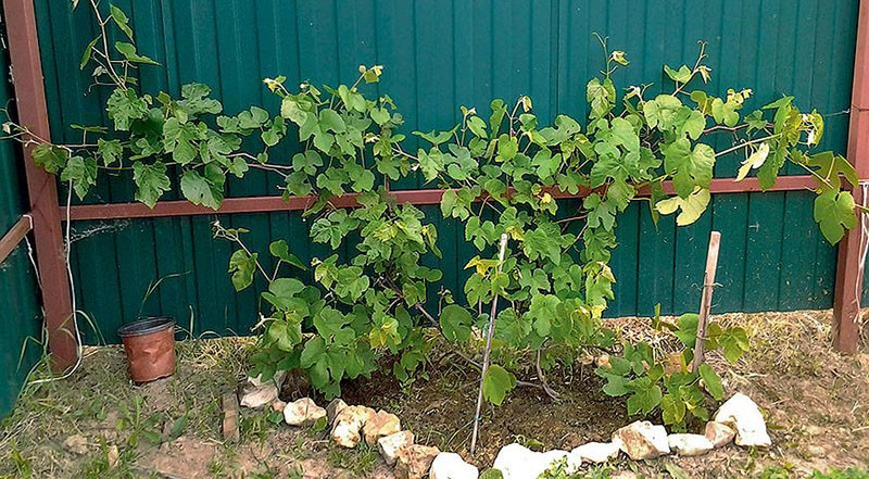 cultivo de uvas en su cabaña de verano