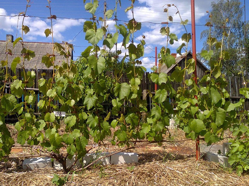 acolchado de un arbusto de uva