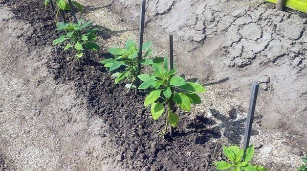 Plántulas de amaranto en campo abierto