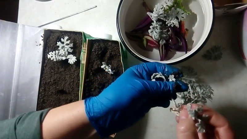 propagación vegetativa de cineraria