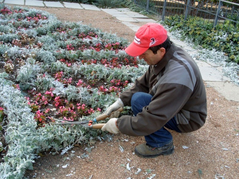 cuidado cineraria