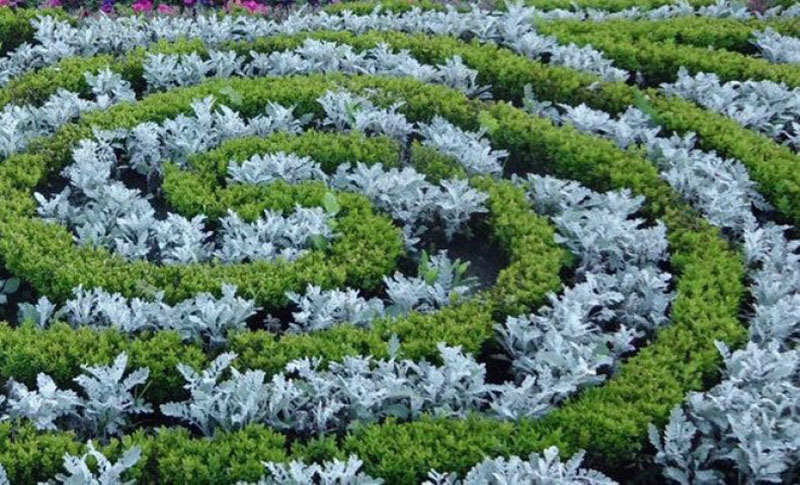 parterre de fleurs en spirale