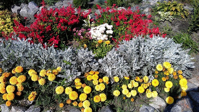 cineraria en un tobogán alpino