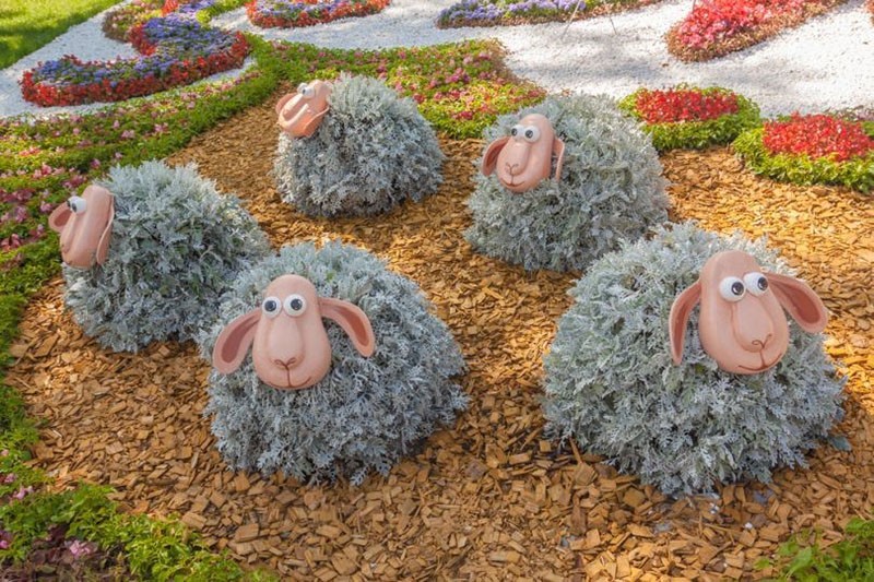 Cineraria arbustos figuritas