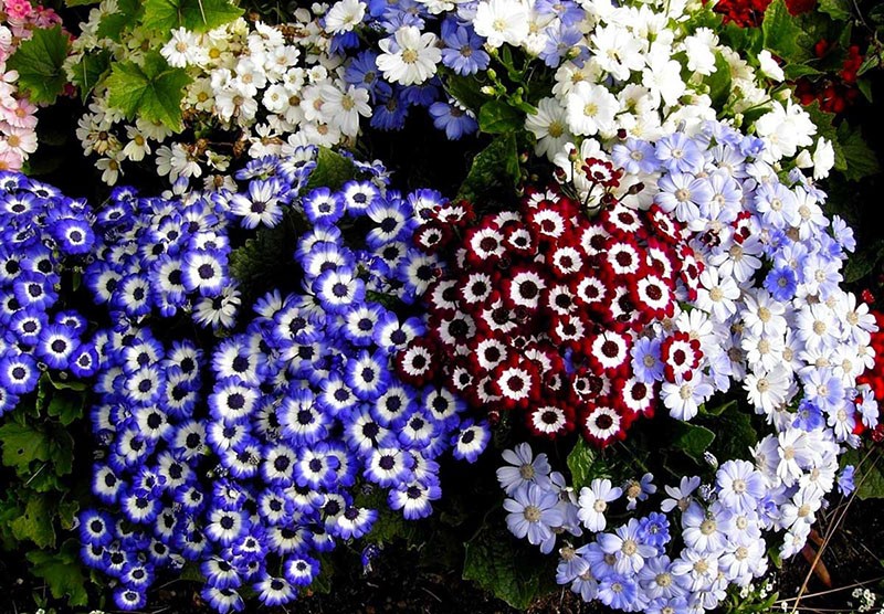 cineraria florece exuberantemente