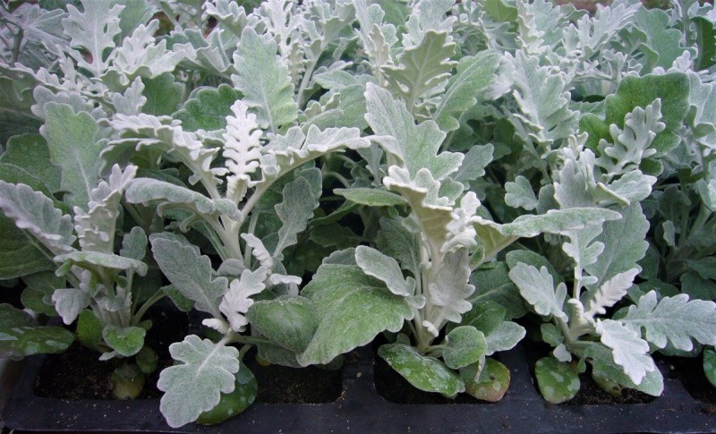 exuberantes arbustos de cineraria junto al mar