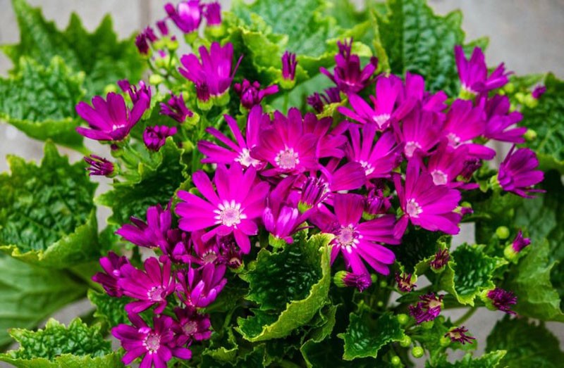 cineraria elegante