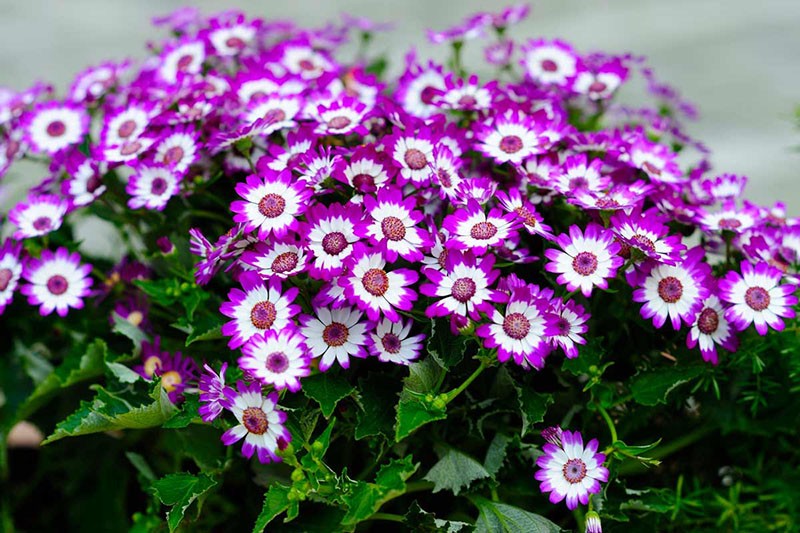 cineraria sangrienta