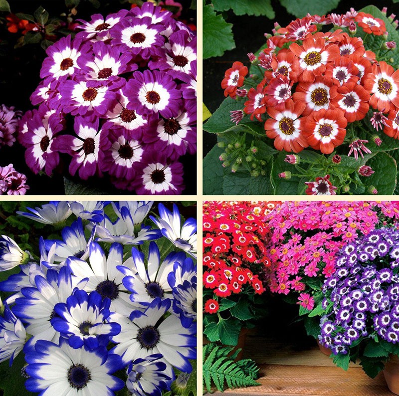 las mejores variedades de cineraria