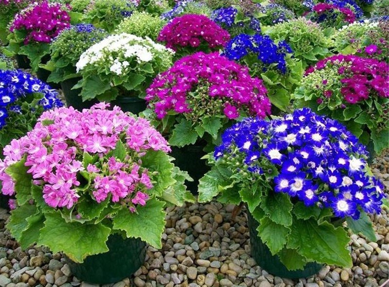cineraria tan diferente y tan hermosa