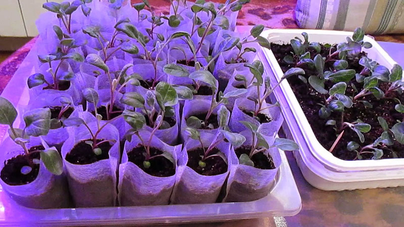 tecnología de cultivo de cineraria
