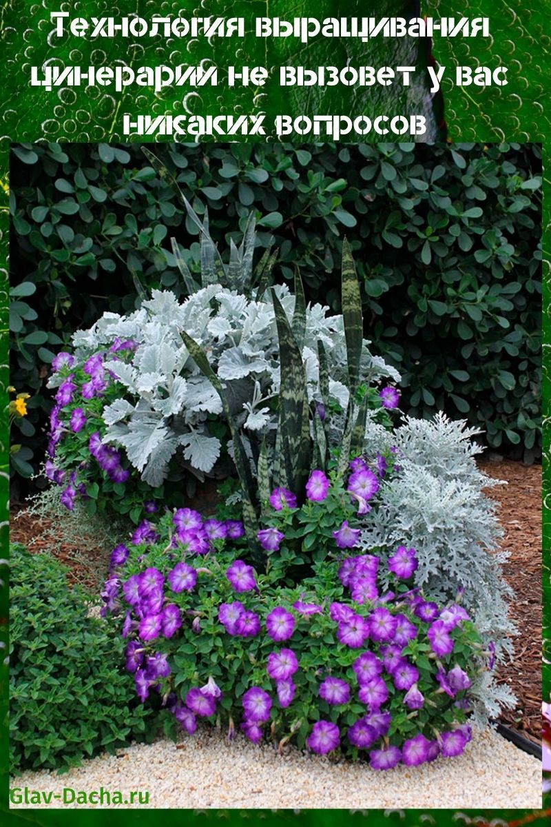 tecnología de cultivo de cineraria